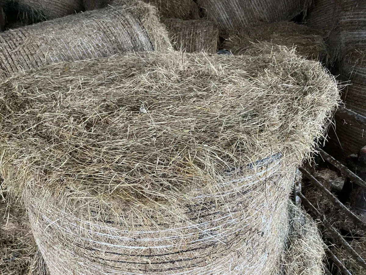 40 Hay bales for sale - Image 2