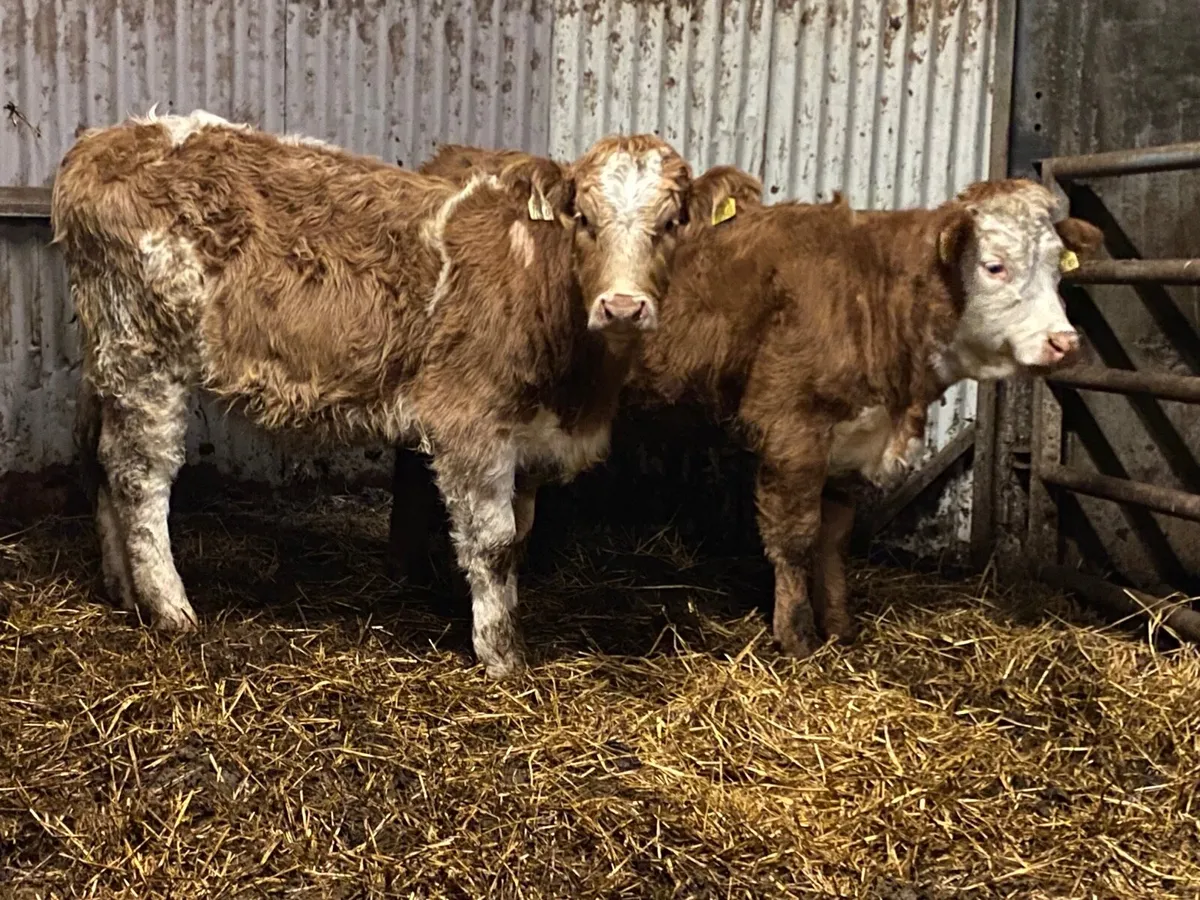 2 Super Cow Making Heifers - Image 1
