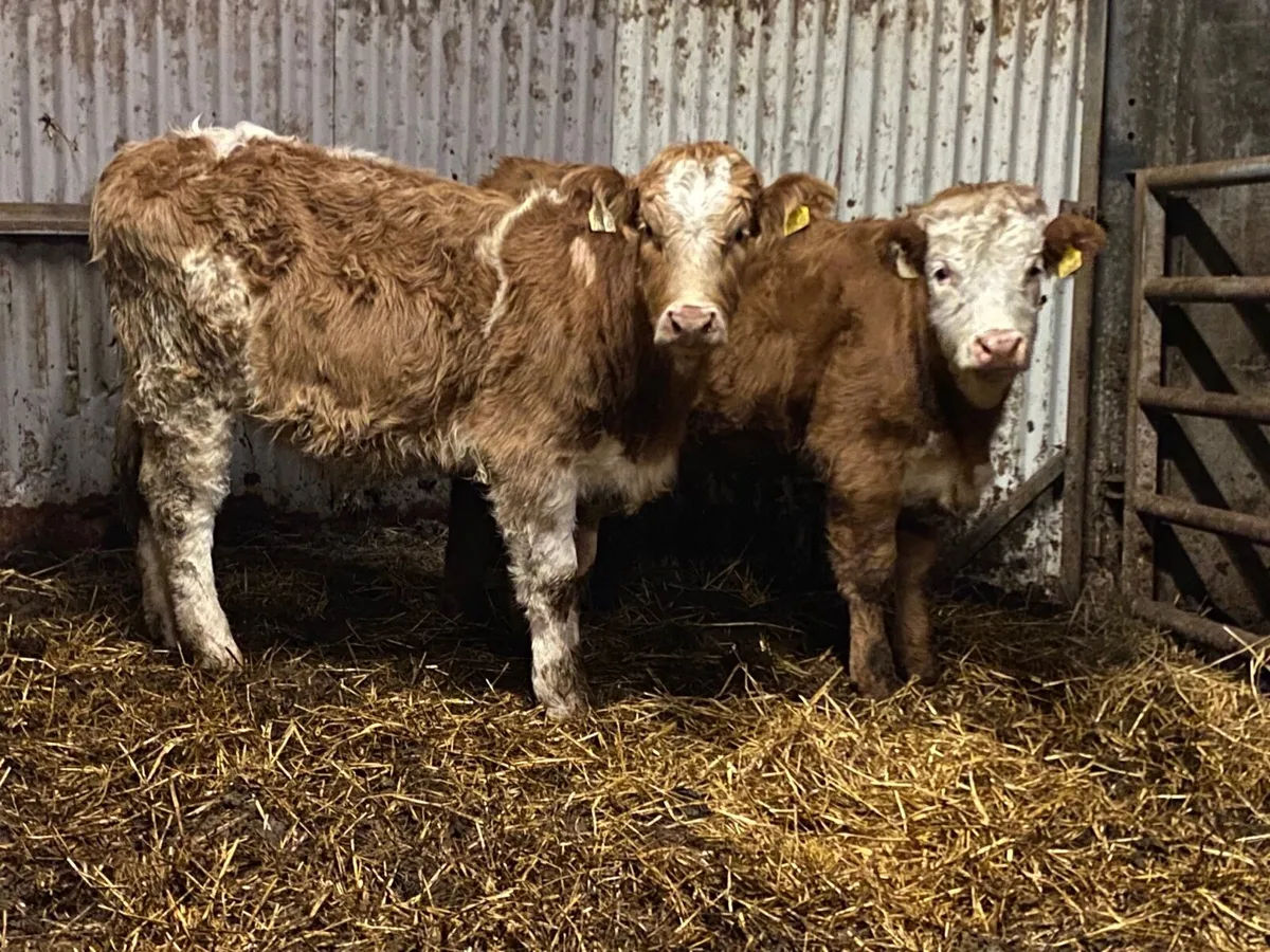 2 Super Cow Making Heifers - Image 2