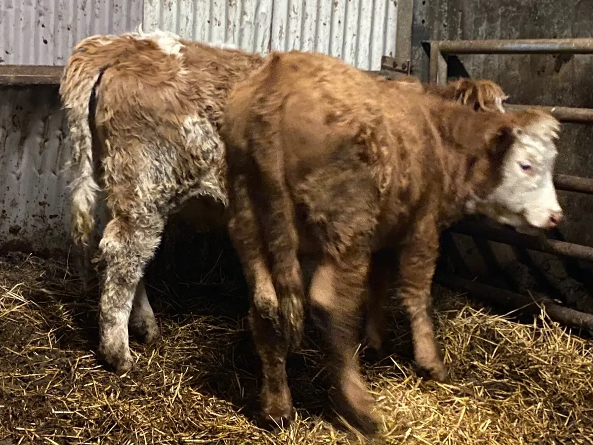 2 Super Cow Making Heifers - Image 4