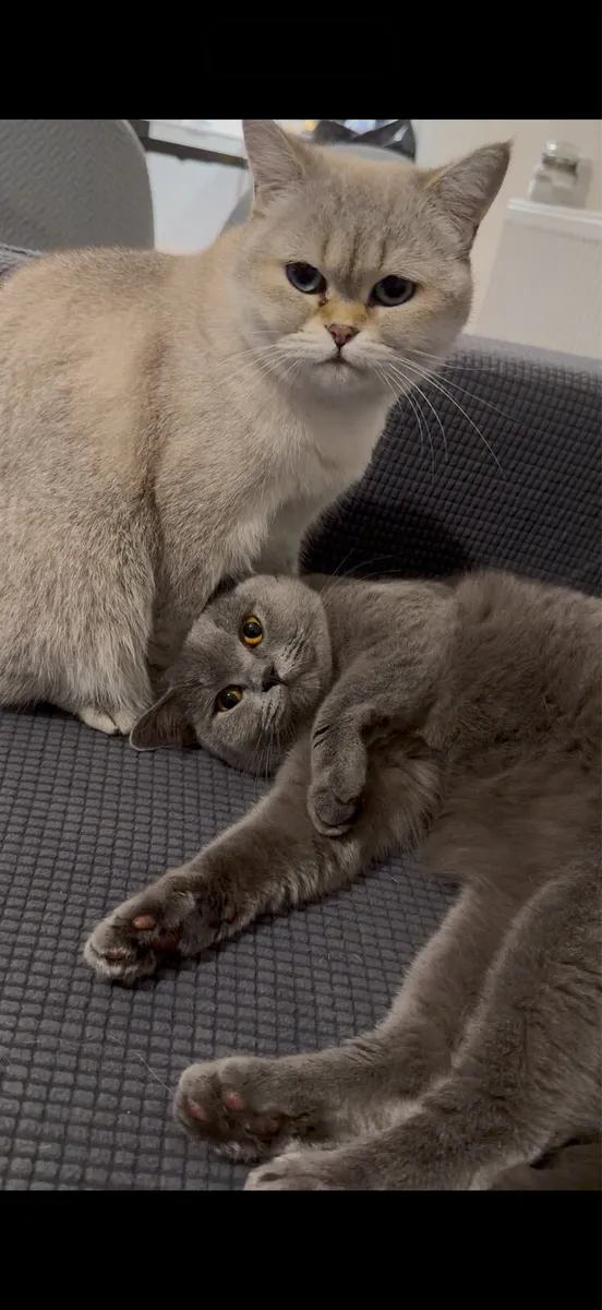 1 year old British shorthair cat - Image 1