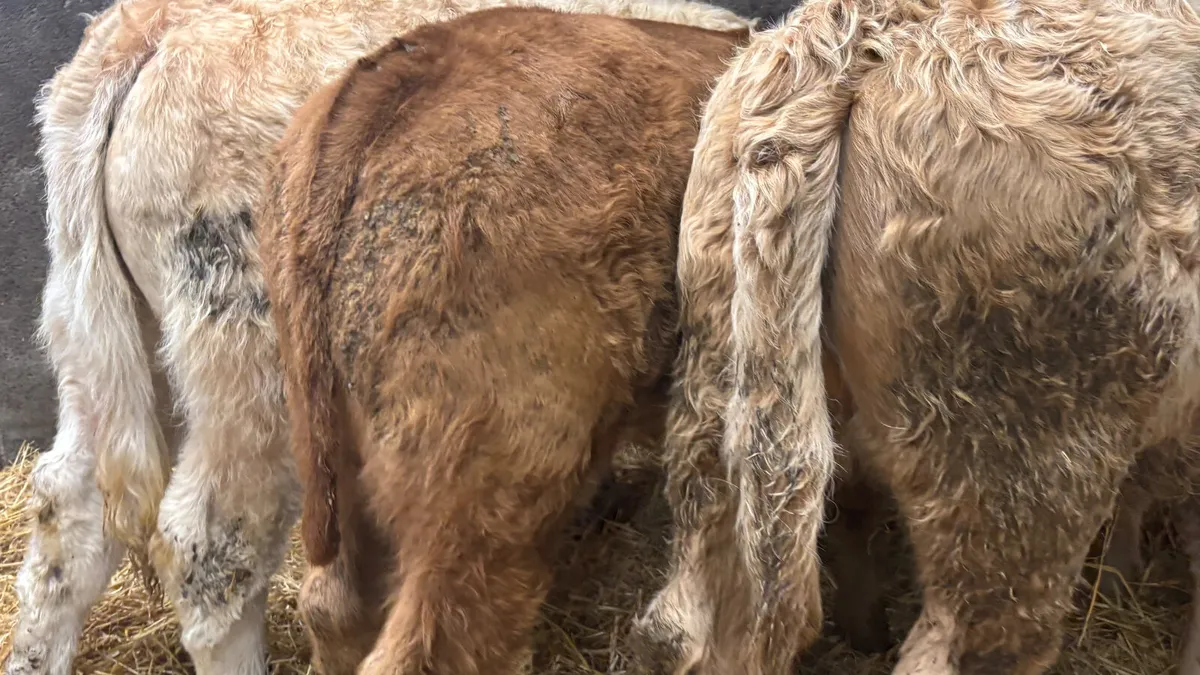 3 Quality Charolais Heifer Wealings - Image 2