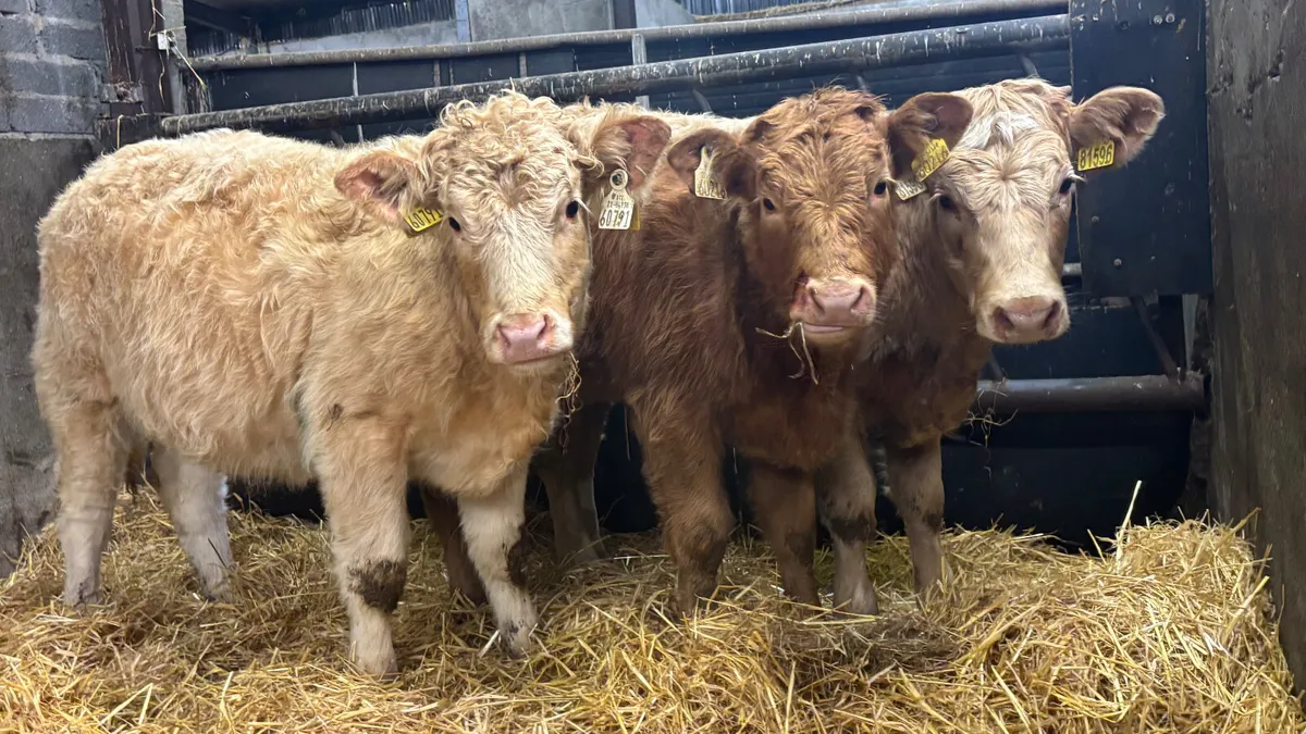 3 Quality Charolais Heifer Wealings - Image 1