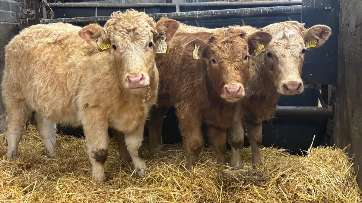 3 Quality Charolais Heifer Wealings - Image 3