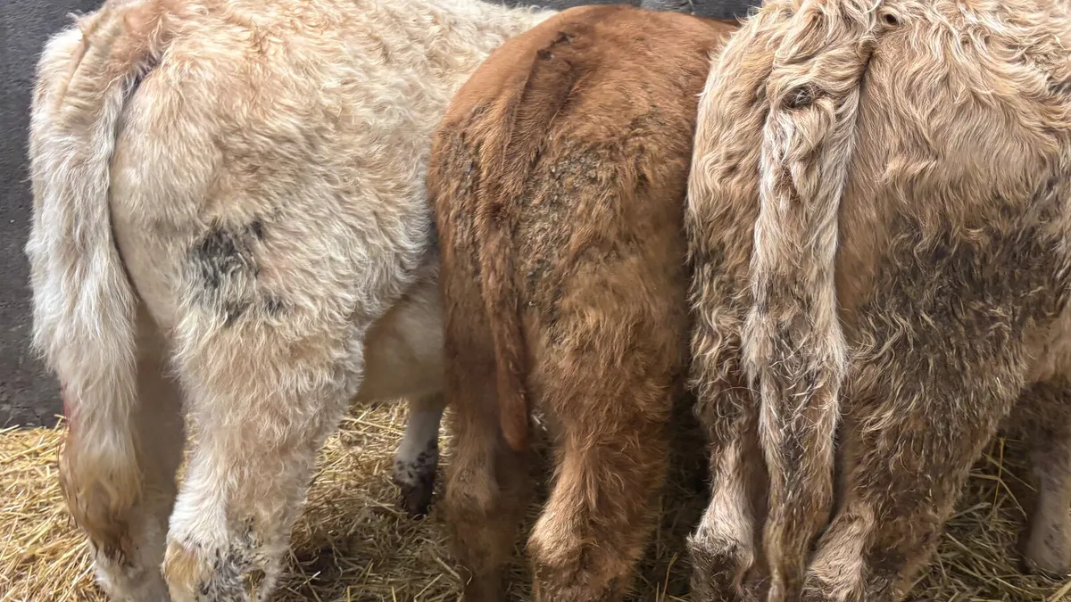 3 Quality Charolais Heifer Wealings - Image 4