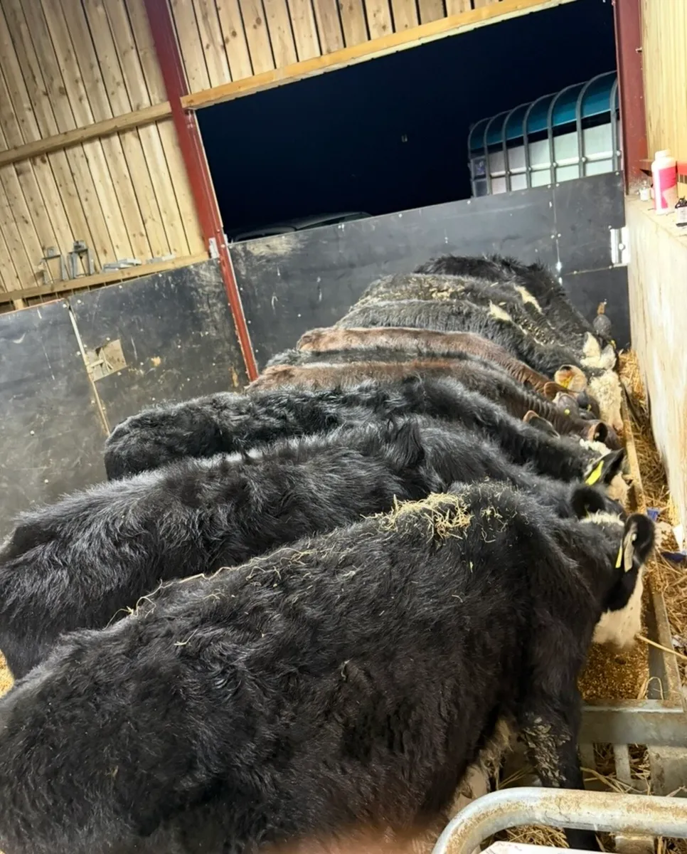 12 smashing heifer runners - Image 2