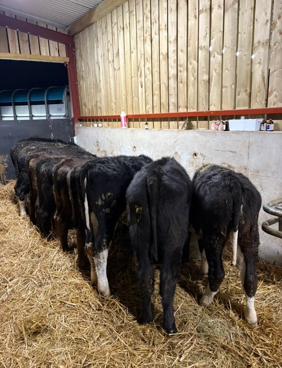 12 smashing heifer runners - Image 1