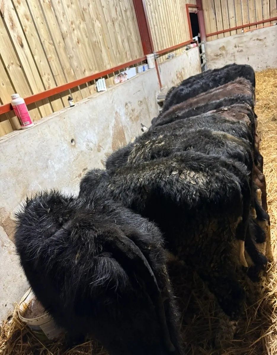 12 smashing heifer runners - Image 3