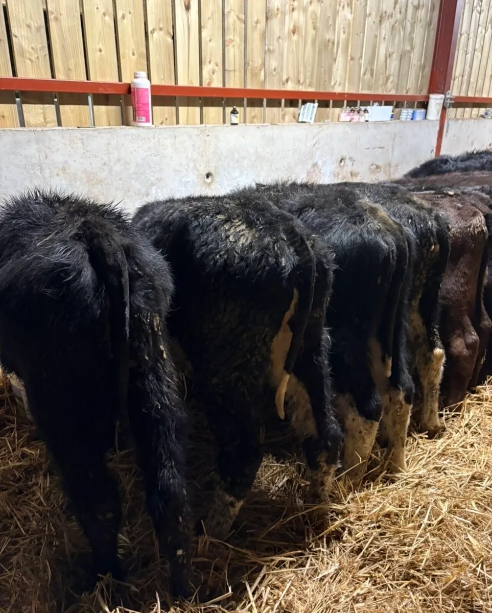 12 smashing heifer runners - Image 4