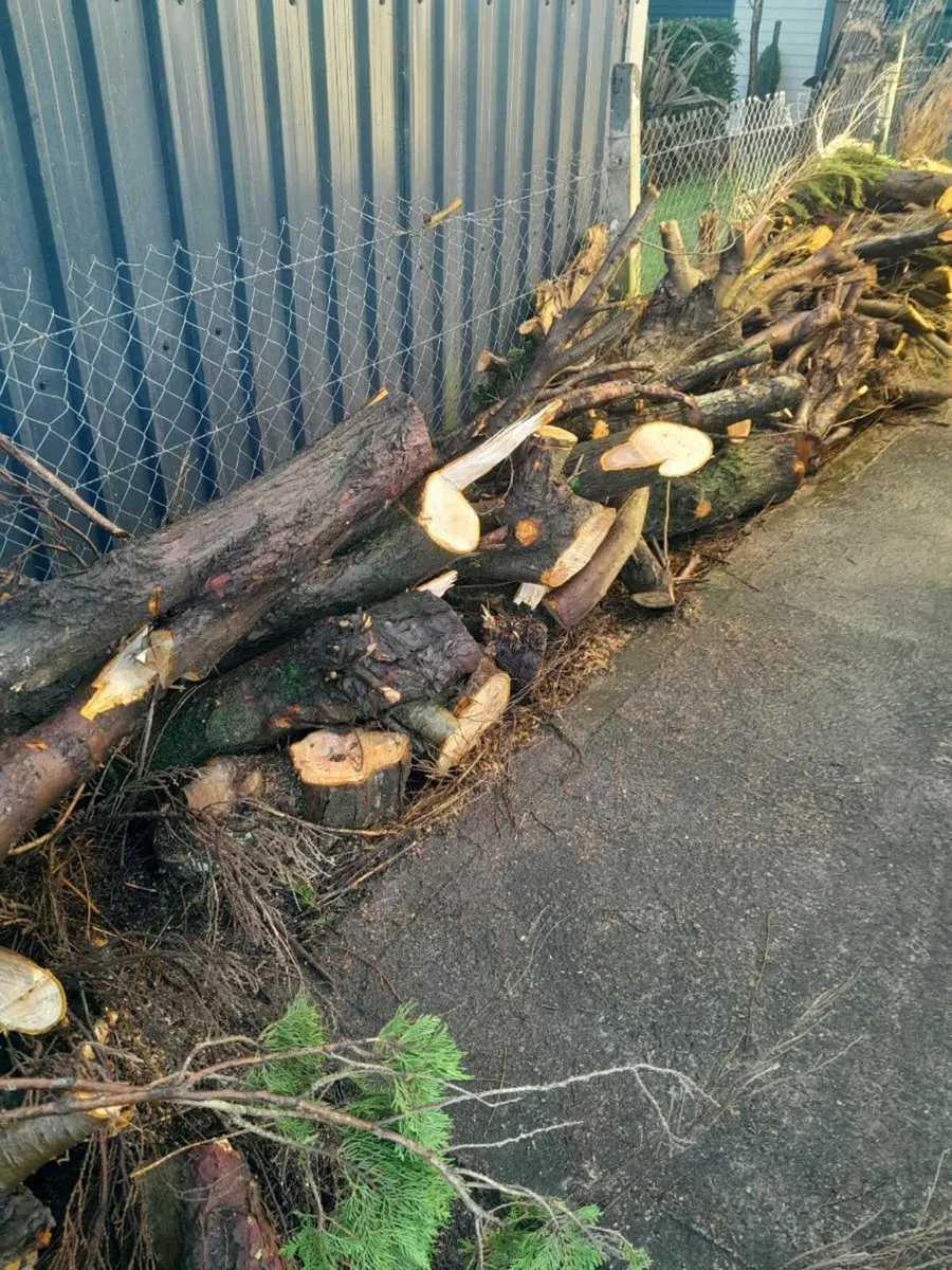 Firewood - Image 1