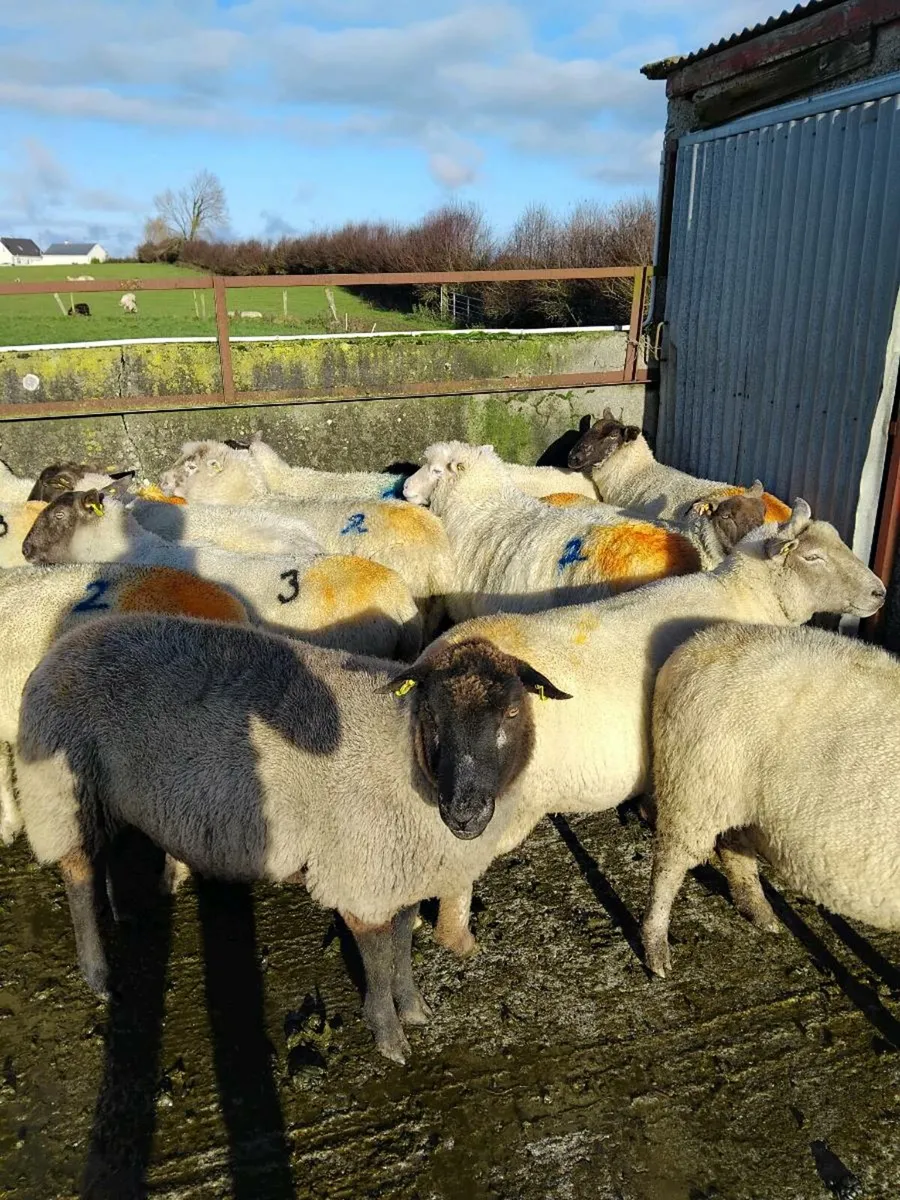 ⭐️⭐️Inlamb Ewes⭐️⭐️ - Image 1