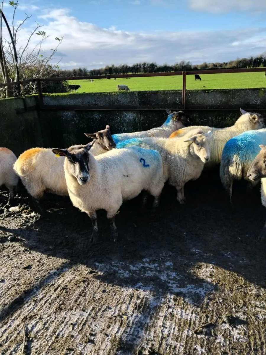 ⭐️⭐️Inlamb Ewes⭐️⭐️ - Image 2