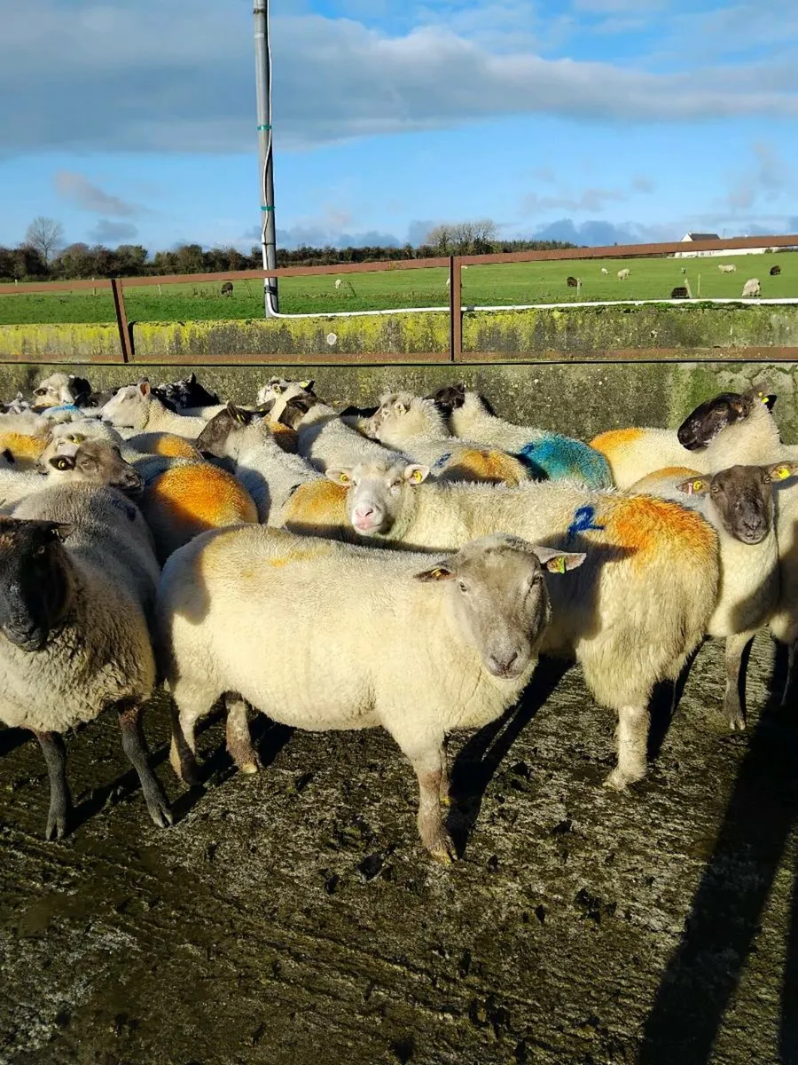 ⭐️⭐️Inlamb Ewes⭐️⭐️ - Image 3