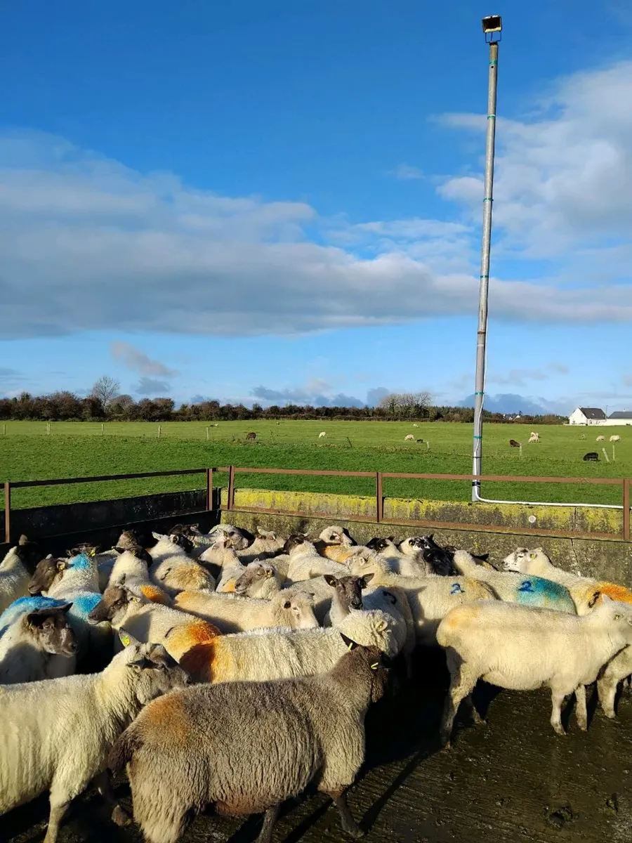 ⭐️⭐️Inlamb Ewes⭐️⭐️ - Image 4