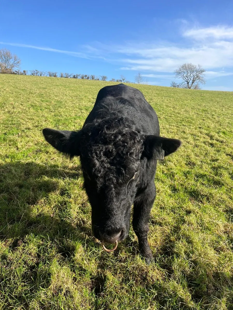 Aberdeen Angus Bull - Image 1