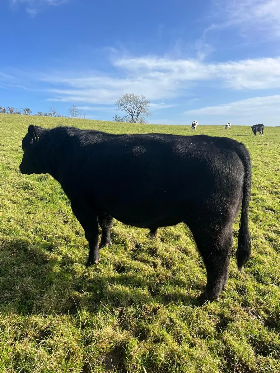 Aberdeen Angus Bull - Image 2