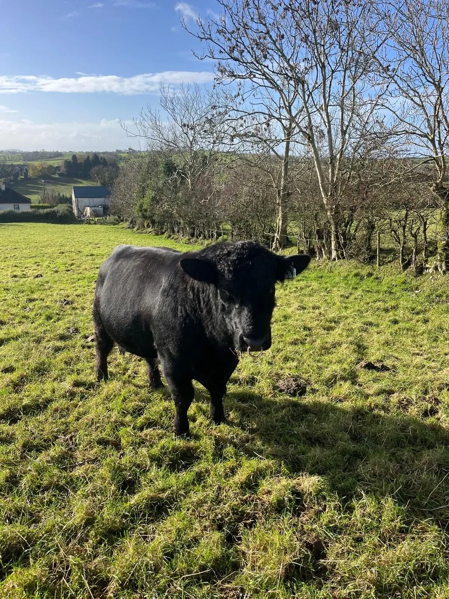 Aberdeen Angus Bull - Image 3