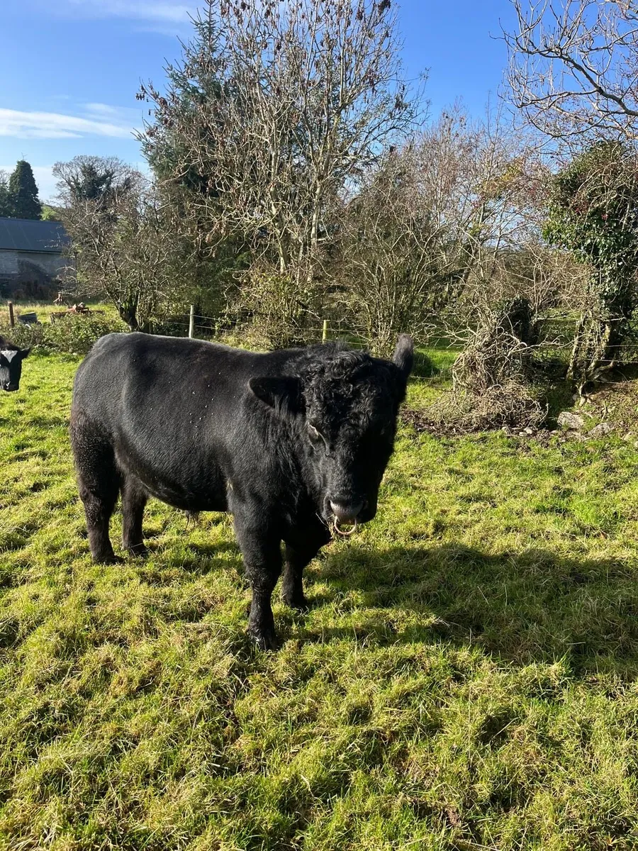 Aberdeen Angus Bull - Image 4
