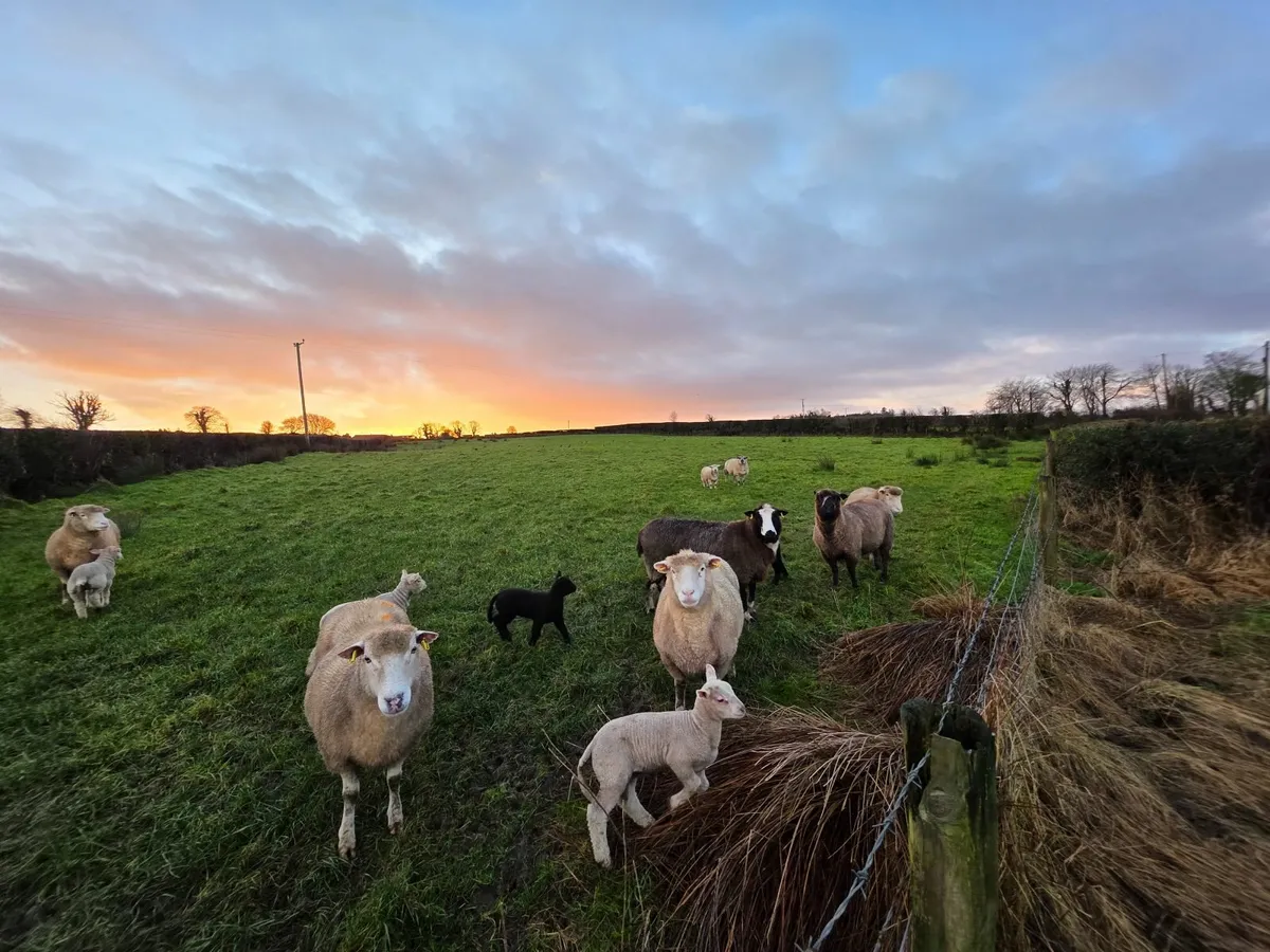 Ewes & Lambs - Image 1
