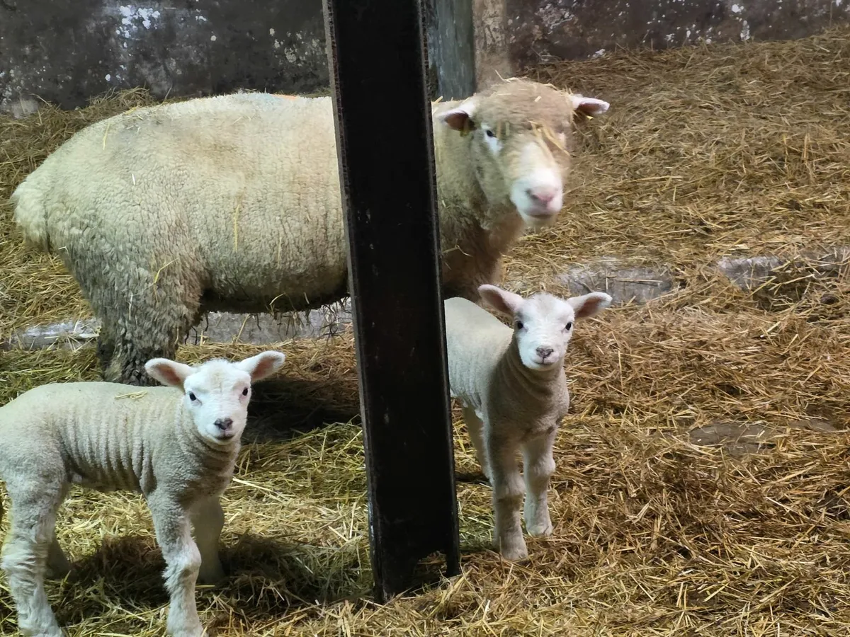 Ewes & Lambs - Image 2