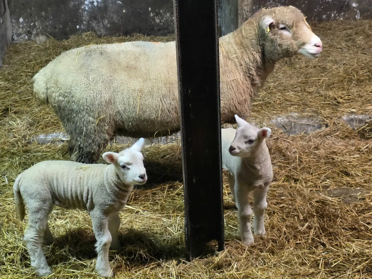 Ewes & Lambs - Image 3