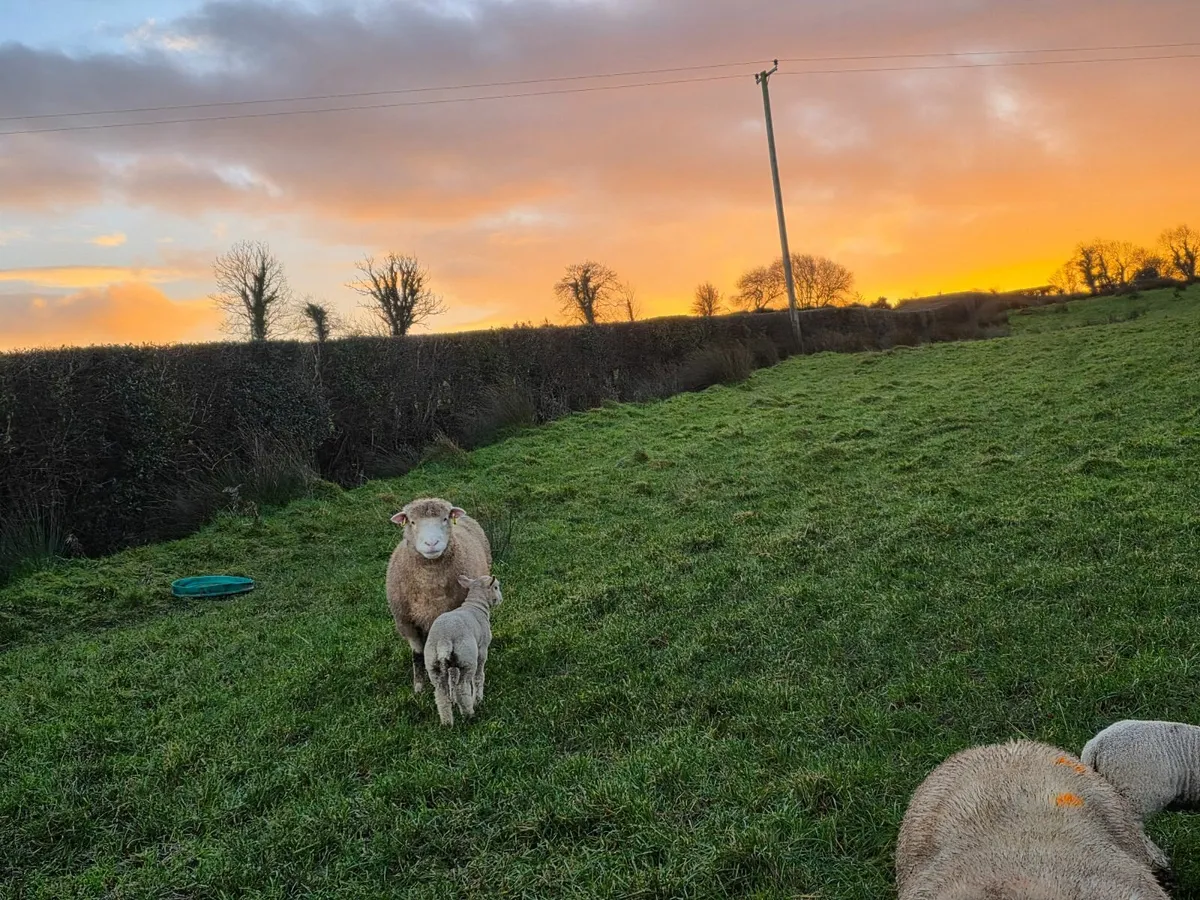 Ewes & Lambs - Image 4