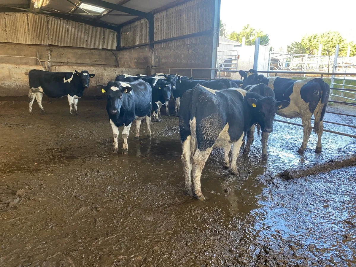 10 PBNR Bristish Freisian heifers - Image 1