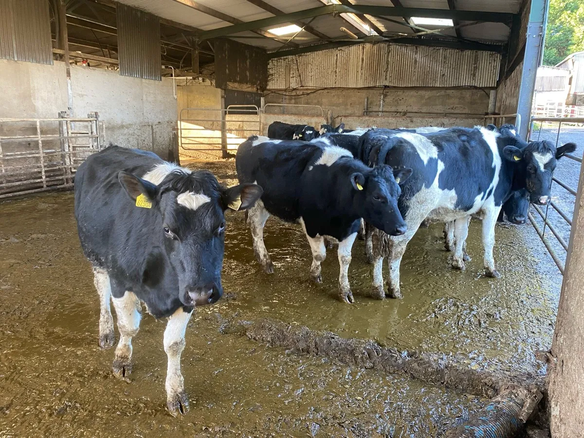 10 PBNR Bristish Freisian heifers - Image 2