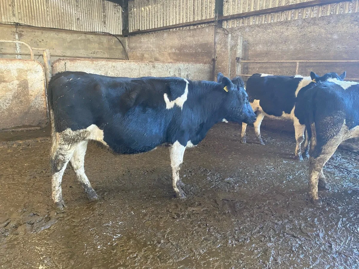 10 PBNR Bristish Freisian heifers - Image 3
