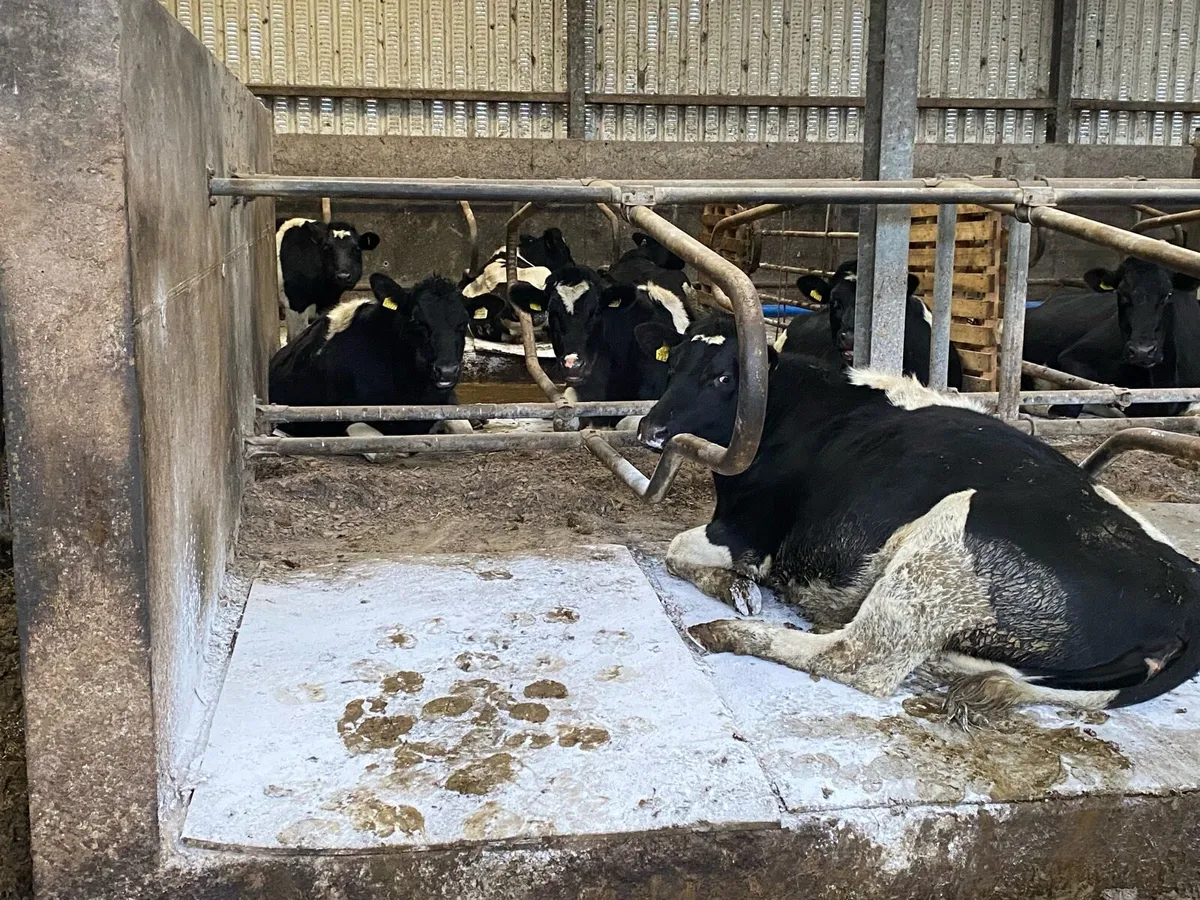 10 PBNR Bristish Freisian heifers - Image 4