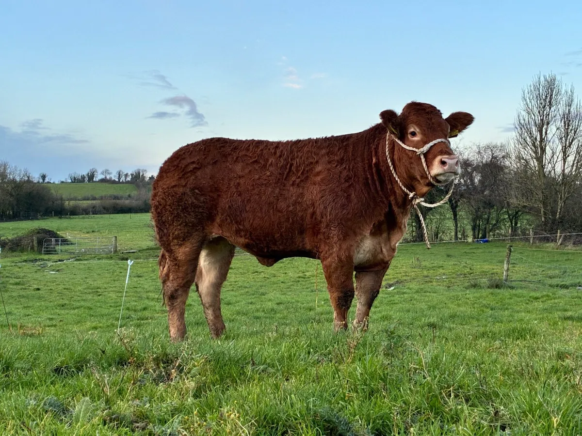 PEDIGREE LIMOUSIN SHOW  HEIFER - Image 1