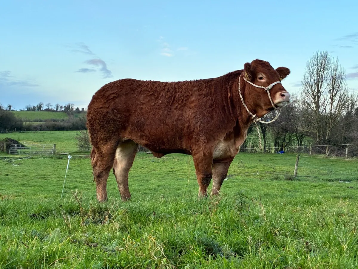 PEDIGREE LIMOUSIN SHOW  HEIFER - Image 3
