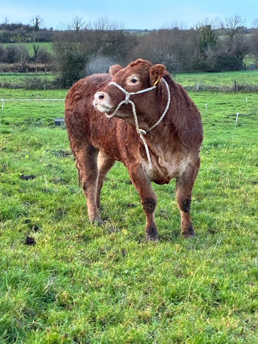 PEDIGREE LIMOUSIN SHOW  HEIFER - Image 4