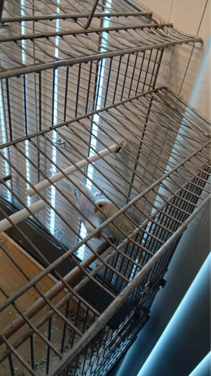 Budgies & Cage - Image 1