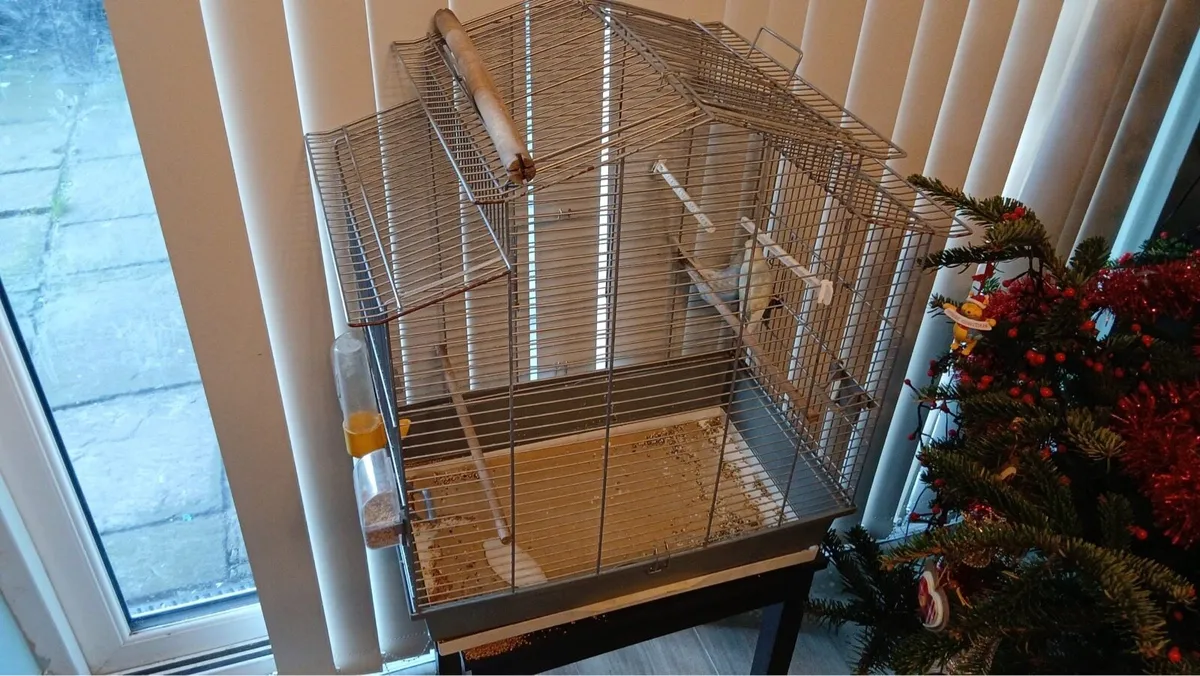 Budgies & Cage - Image 2