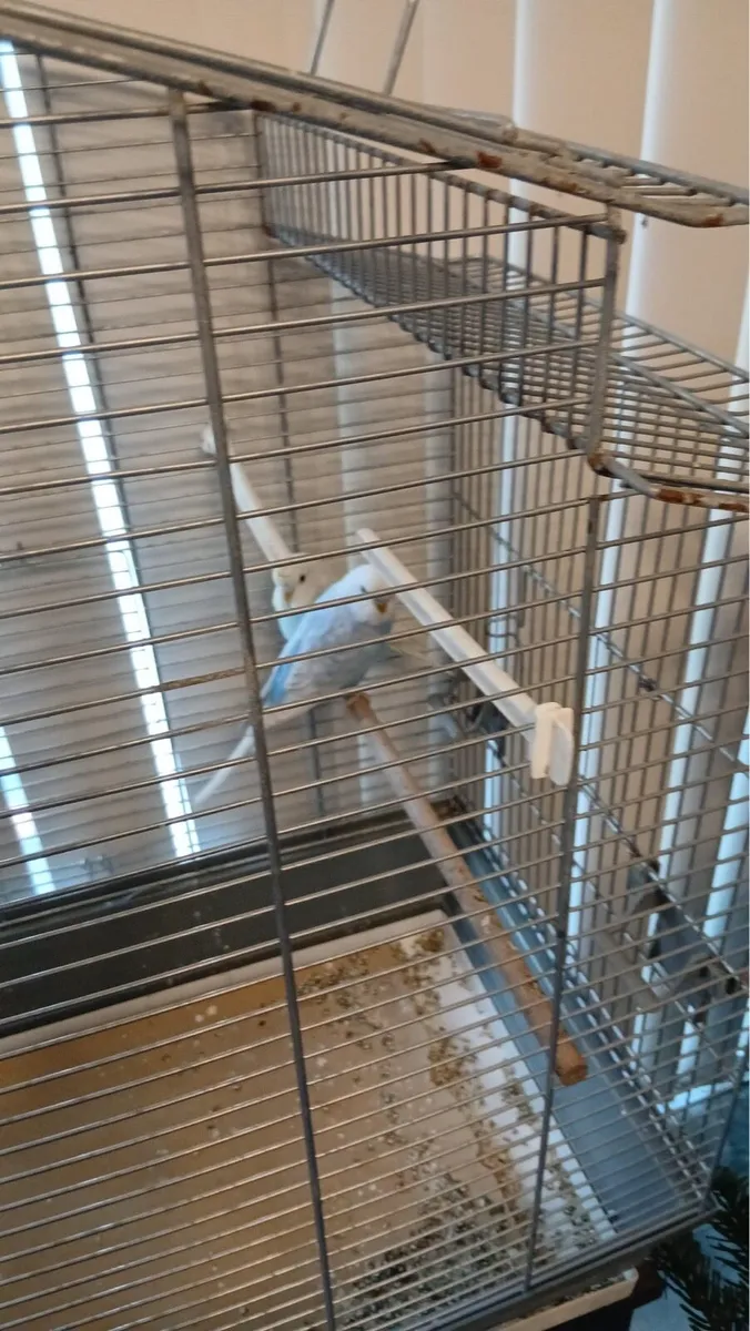 Budgies & Cage - Image 3