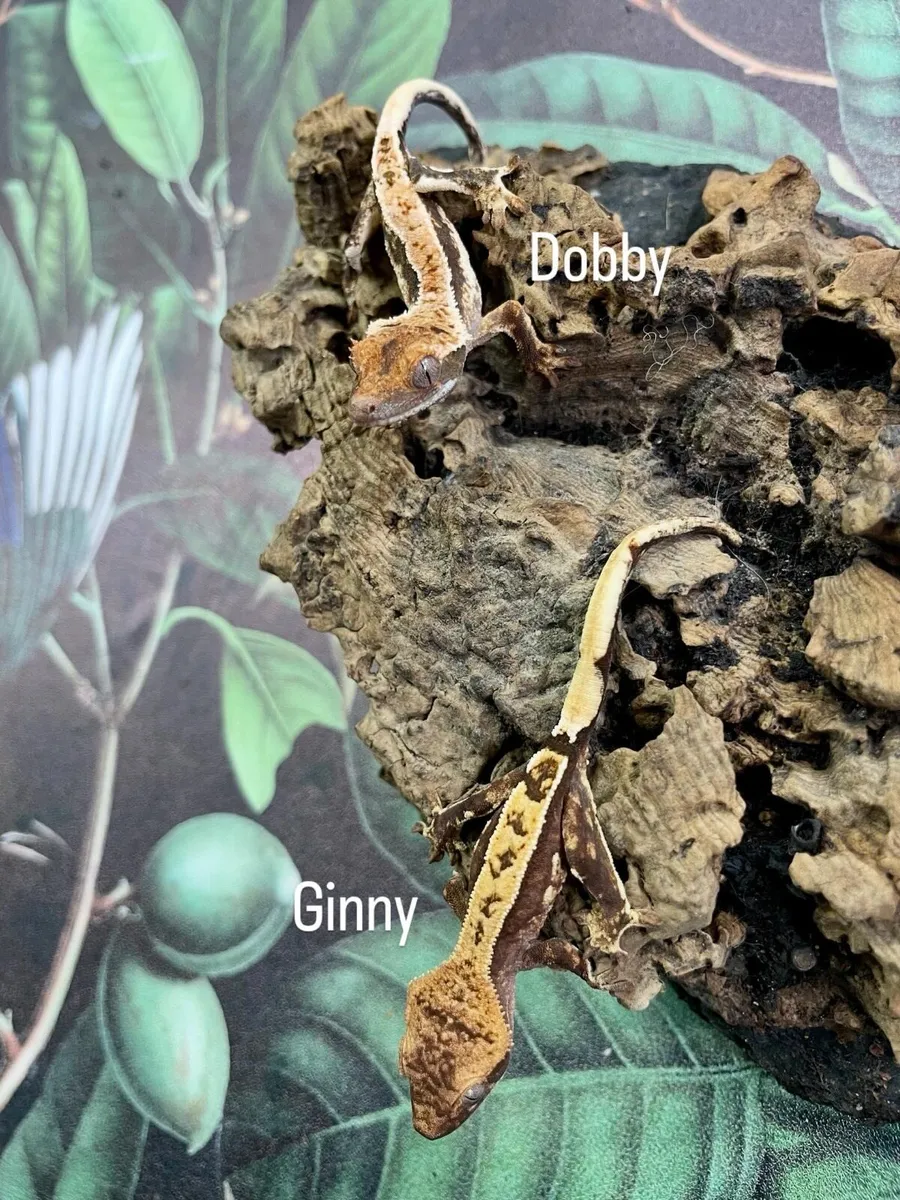 Baby crested gecko - Image 4