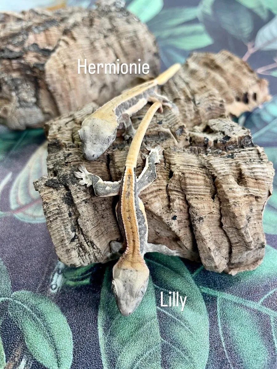 Baby crested gecko - Image 1