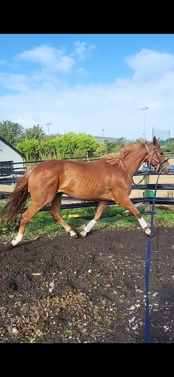 SPORTS HORSE - Image 3