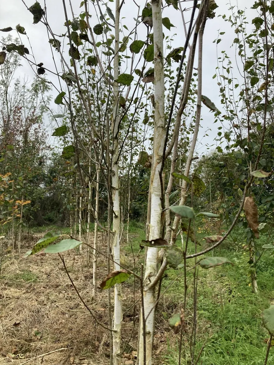 Grange Farm Tree Nursery - Image 2