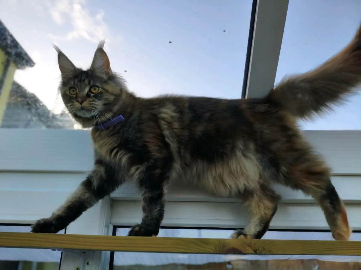 Active registered maine coon kitten - Image 4