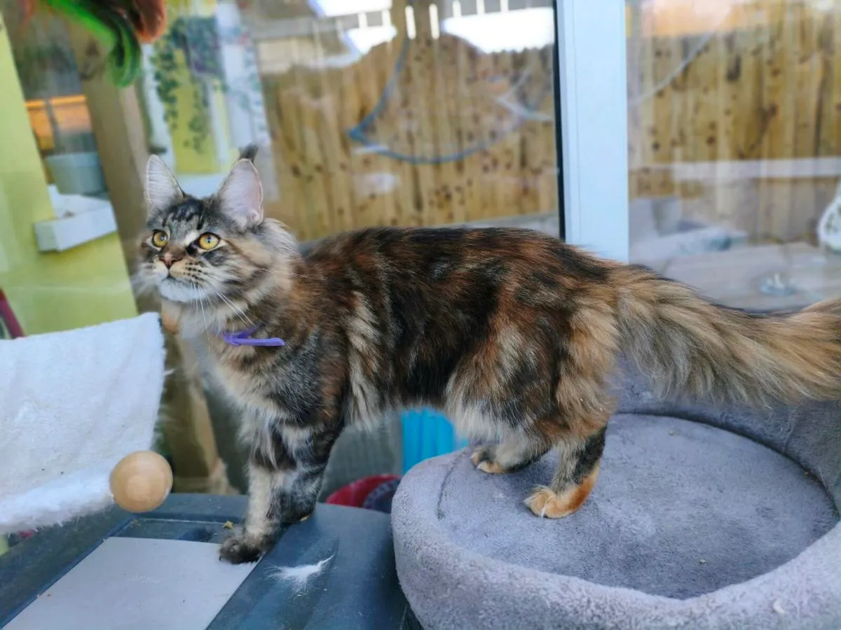 Active registered maine coon kitten - Image 3