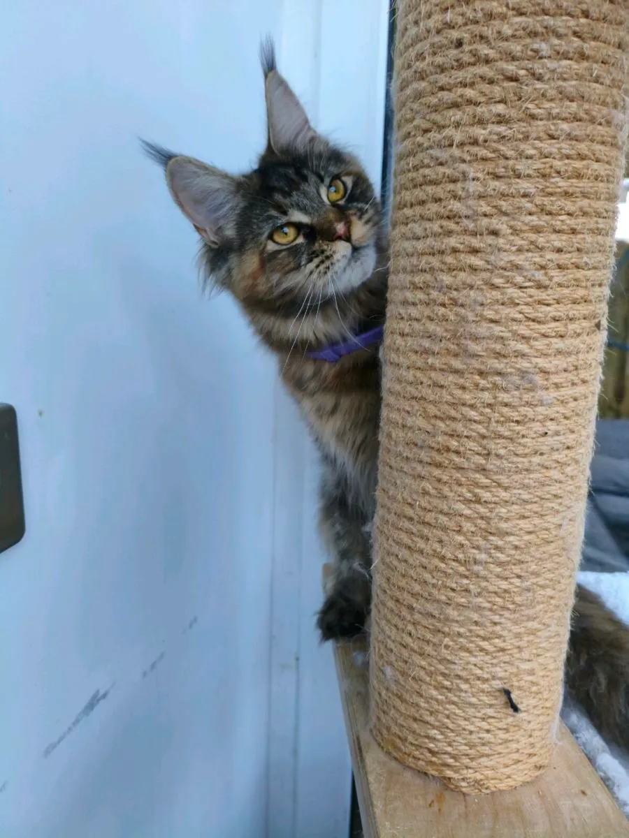 Active registered maine coon kitten - Image 2