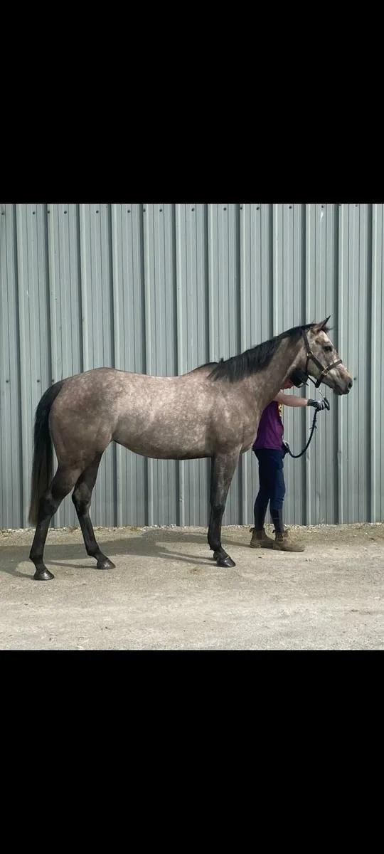 5 Year Old TB Grey Mare By Kingston Hill - Image 1