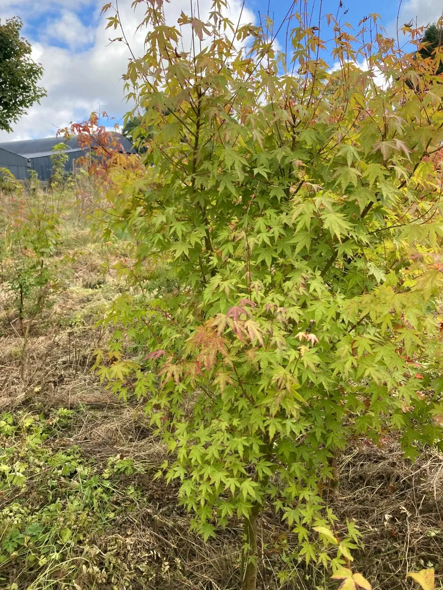 Grange Farm Tree Nursery - Image 3