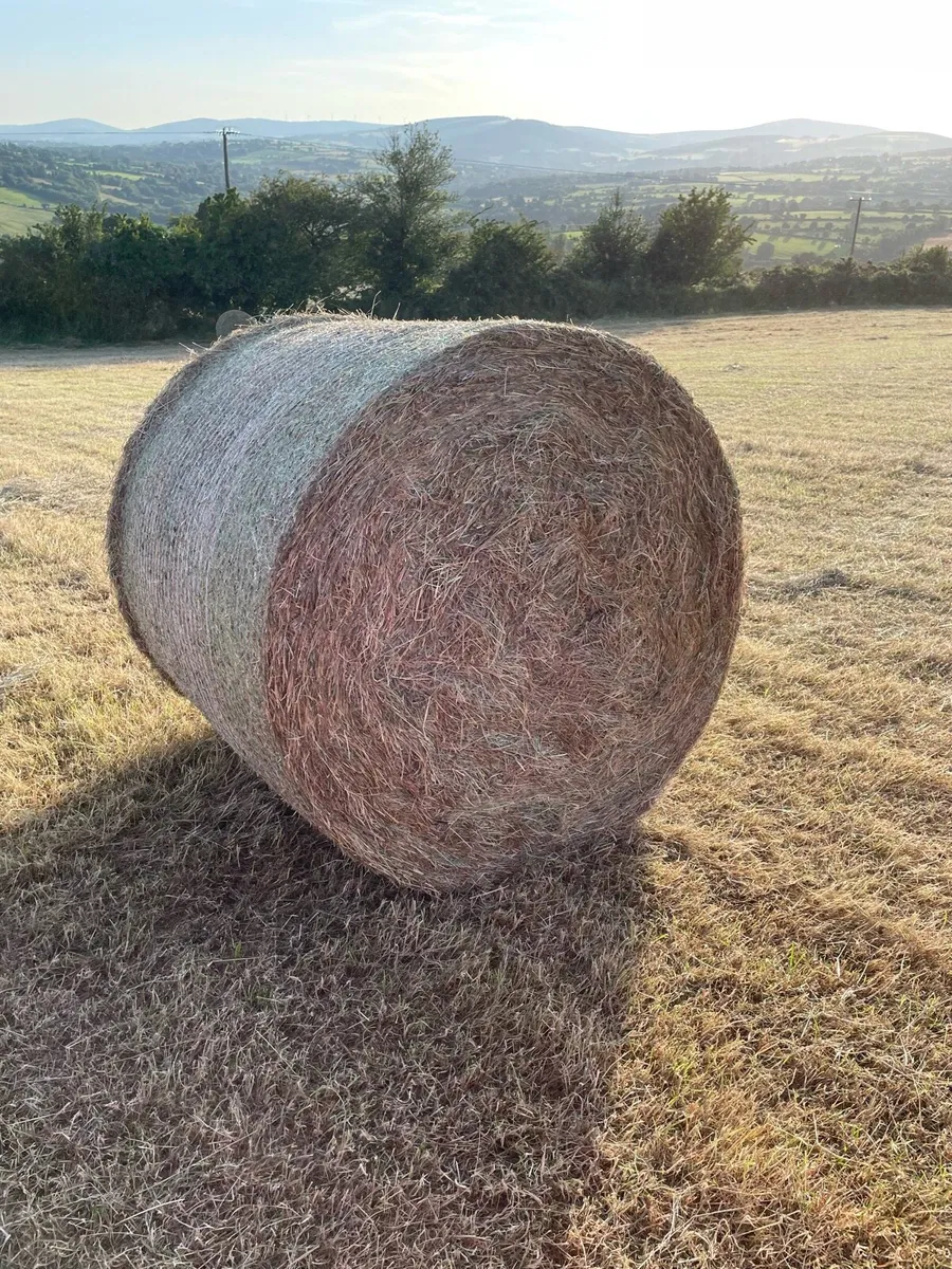 Top quality hay 200 bales - Image 1