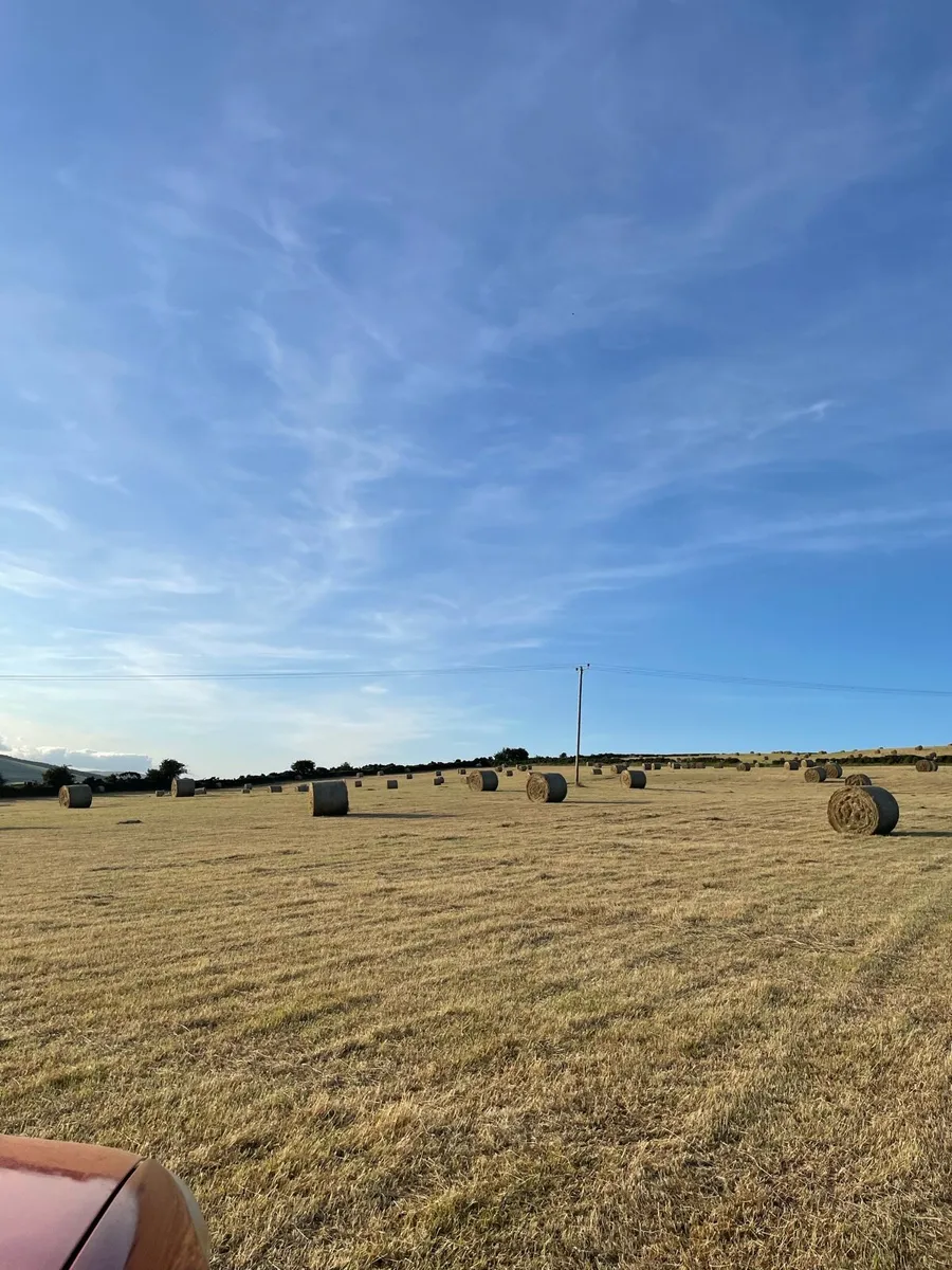 Top quality hay 200 bales - Image 4