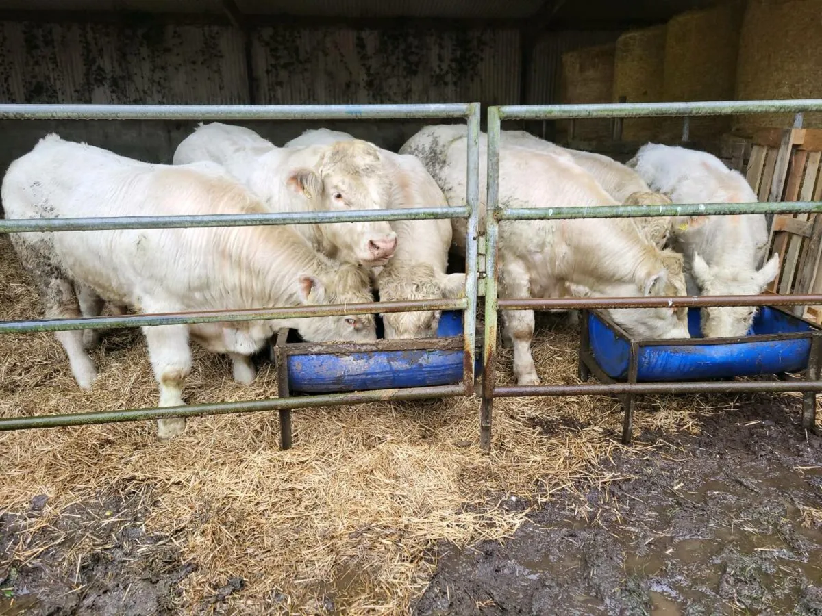 Pedigree charolais bulls - Image 1
