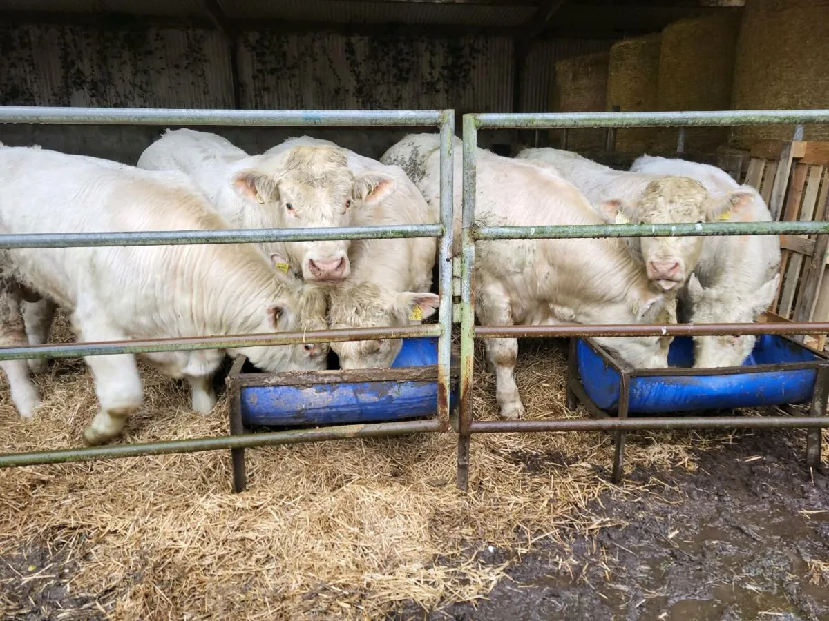 Pedigree charolais bulls - Image 2