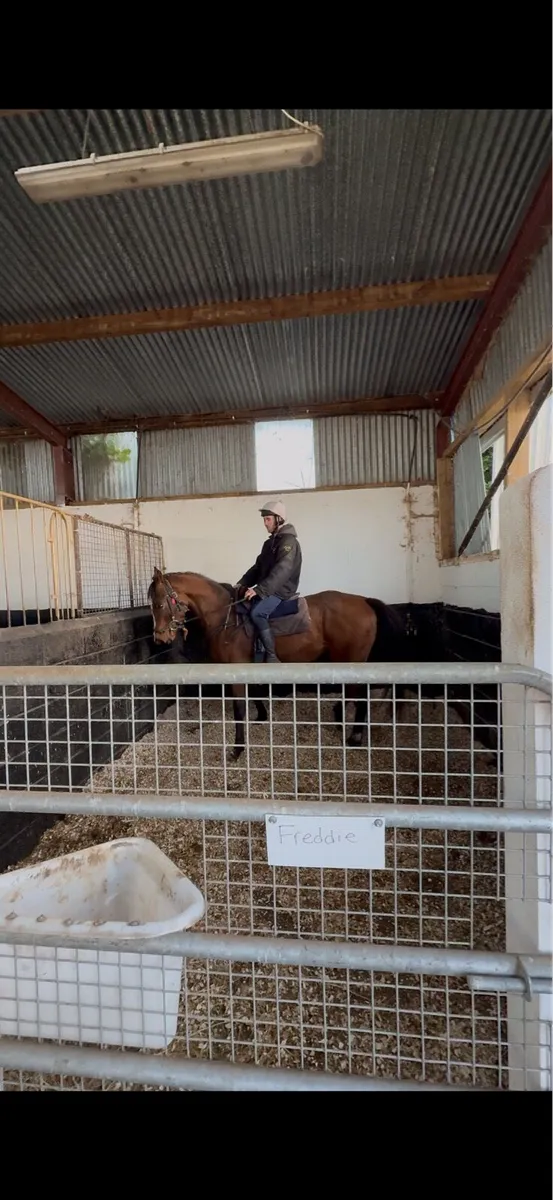 Horses- Breaking & Pre Training Livery - Image 2